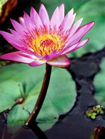 photo of a water lilly