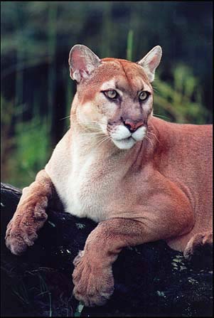 photo of a panther