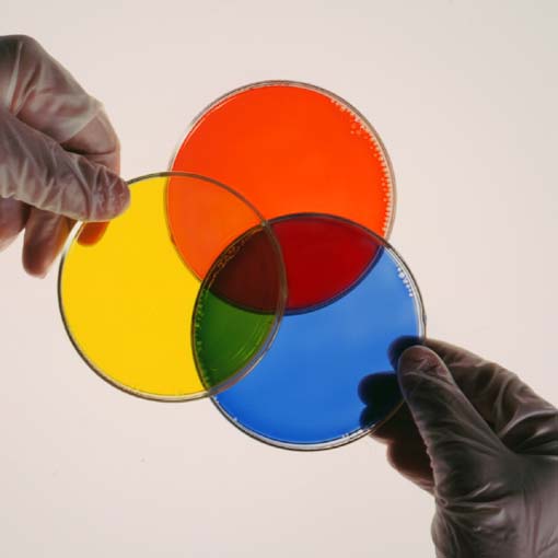 photo of three petri dishes