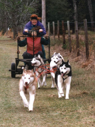 sled training rig