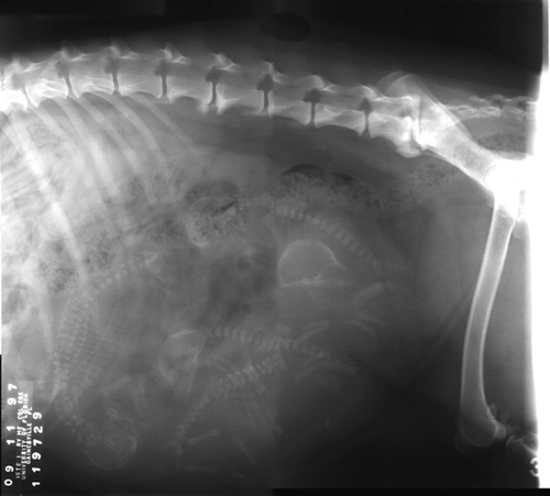 x rays of Leah and the pups